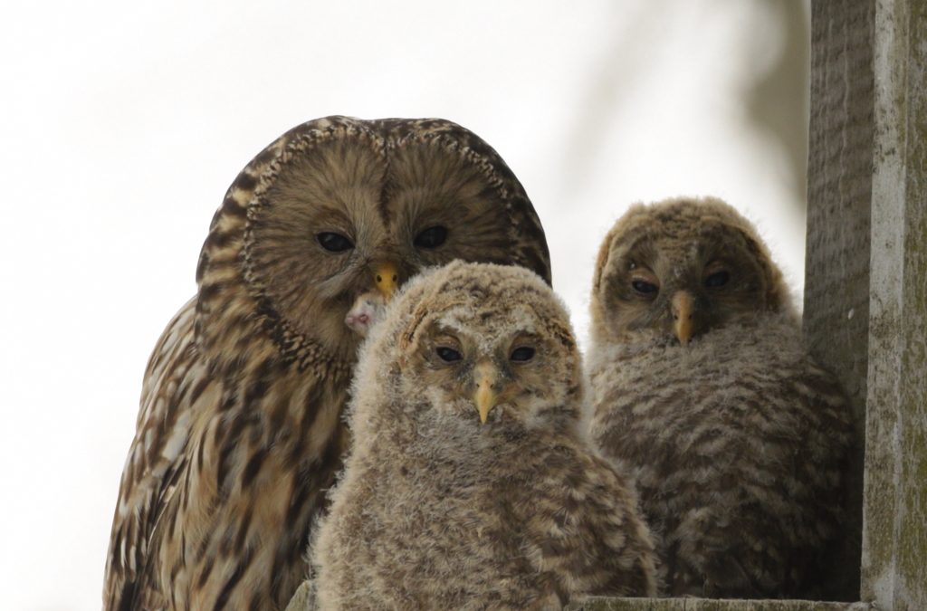 Bagolyodú – Short-eared owl and Ural owl project